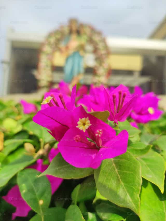 Flores - Banco de imágenes católicas