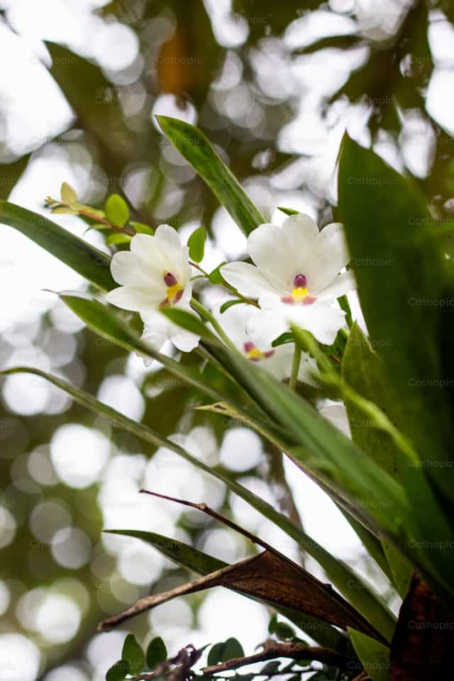 Orchideeën in de natuur - Katholieke stockfoto's