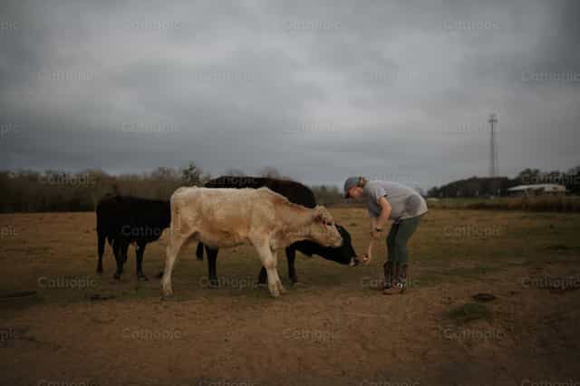 Alimentar a las Vacas - Banco de imágenes católicas
