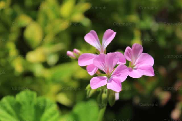 Flor - Banco de imágenes católicas