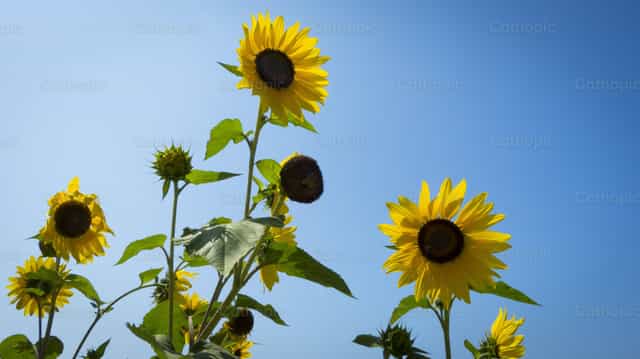 Girasoles - Banco de imágenes católicas