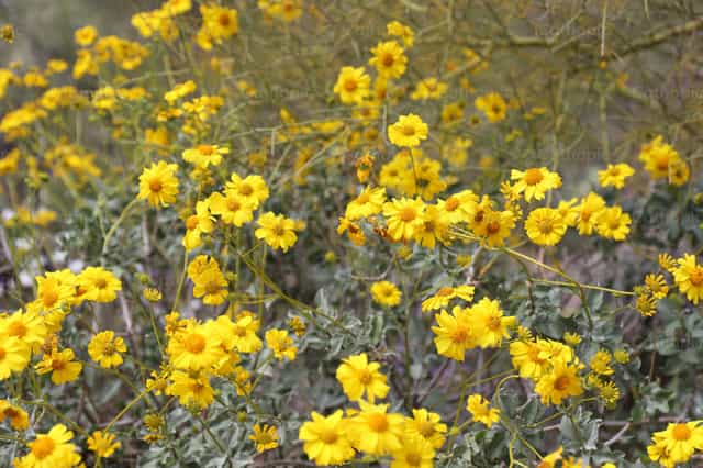 Flores del desierto - Banco de imágenes católicas - Fotografía por Matt Handley Sr.