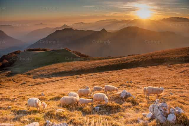 Sheep grazing freely at sunset - Catholic stock images - Photo by Pierluigi Palazzi