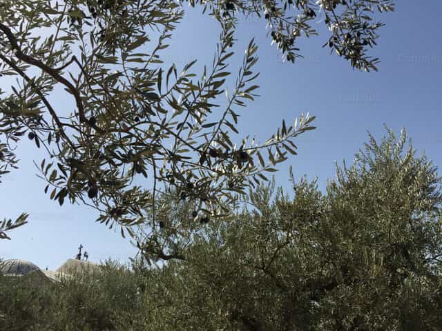Monte das Oliveiras - Imagens católicas de stock