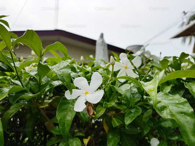 White Flower Bush - Catholic stock images - Photo by veroonicasevilla