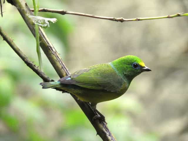 Ave tropical verde y azul, clorofonia - Banco de imágenes católicas - Fotografía por Sandra Otalora