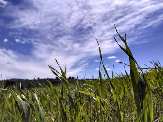 Hierba del campo - Banco de imágenes católicas
