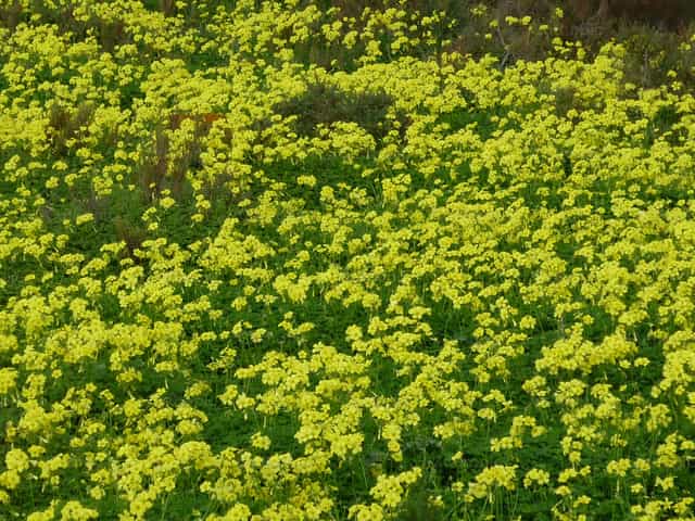 Campo de flores - Banco de imágenes católicas