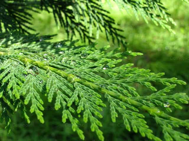 Green fir branch with dew drops - Catholic stock images - Photo by Cristina Grigore