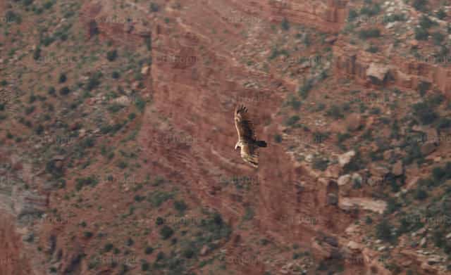 Eagle flying over the Grand Canyon - Catholic stock images - Photo by Santiago de la Hoz