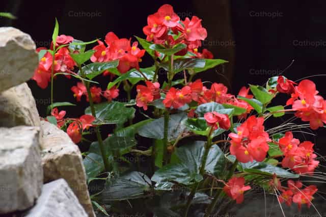Flores Rojas - Banco de imágenes católicas - Fotografía por Sophia Bauer