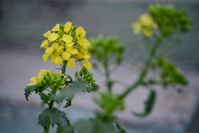 Pianta e fiore di senape - Immagini stock cattoliche - Foto di Lizardi Saucedo
