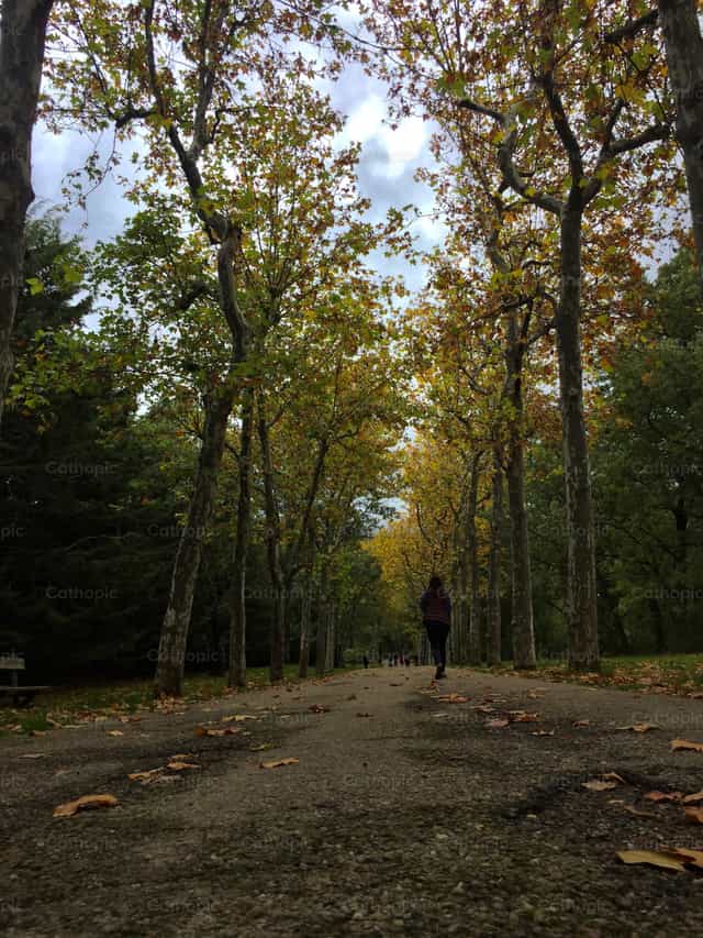 Camino en bosque - Banco de imágenes católicas