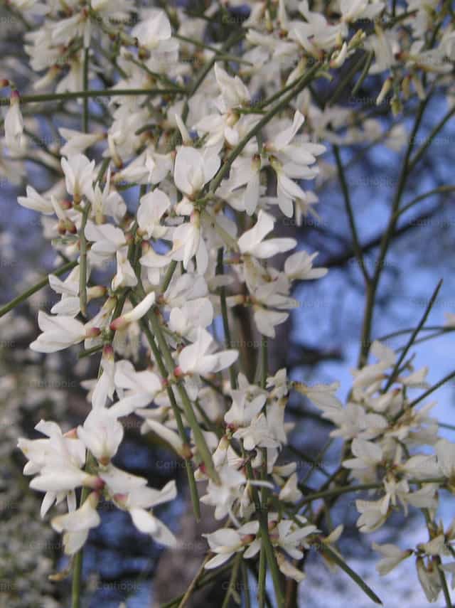 Flores blancas - Banco de imágenes católicas