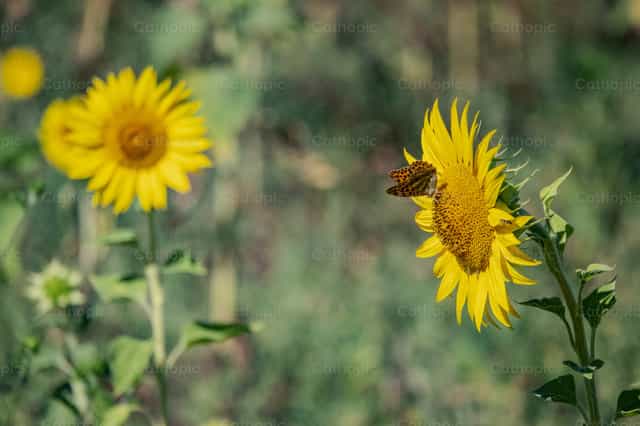 Girasol y mariposa que simbolizan la creación y la esperanza - Banco de imágenes católicas