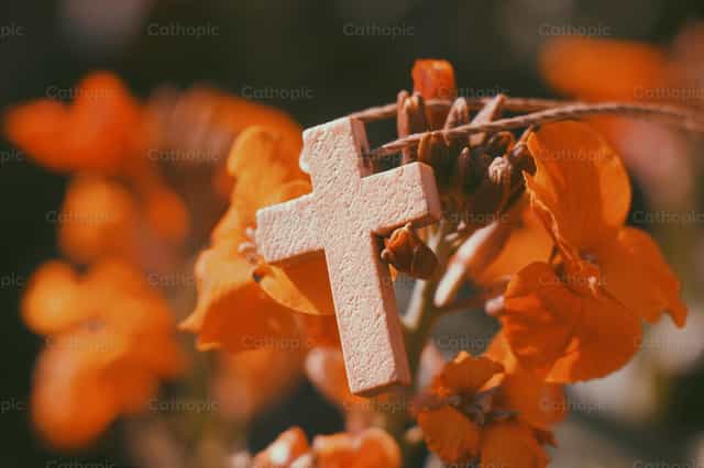 Donde sea que Dios te plante....florece - Banco de imágenes católicas - Fotografía por Milagros Berdayes