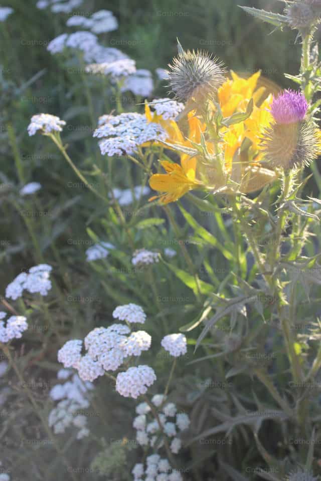 Fiori per Maria - Immagini stock cattoliche