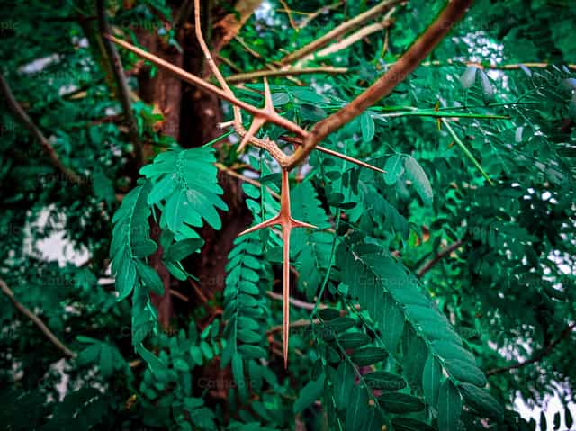 La naturaleza alaba tu poder - Banco de imágenes católicas - Fotografía por javiersanchezp