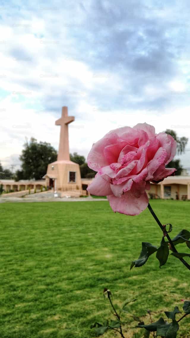 Rose and cross - Catholic stock images - Photo by EJRG