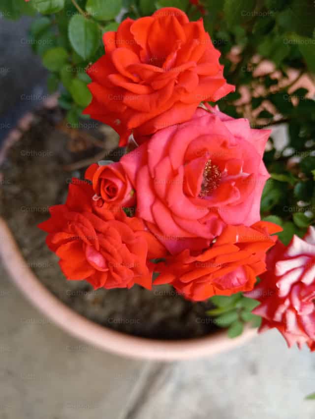 Rosas de María 2 - Banco de imágenes católicas - Fotografía por Araceli Flores
