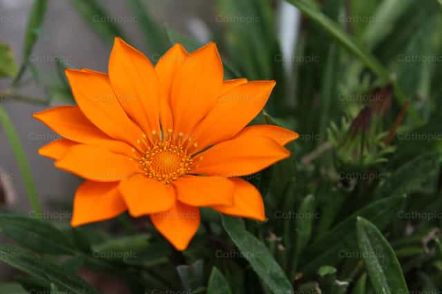 Flor - Banco de imágenes católicas