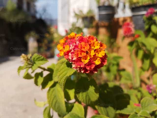 Blumen blühen - Katholische Stockfotos