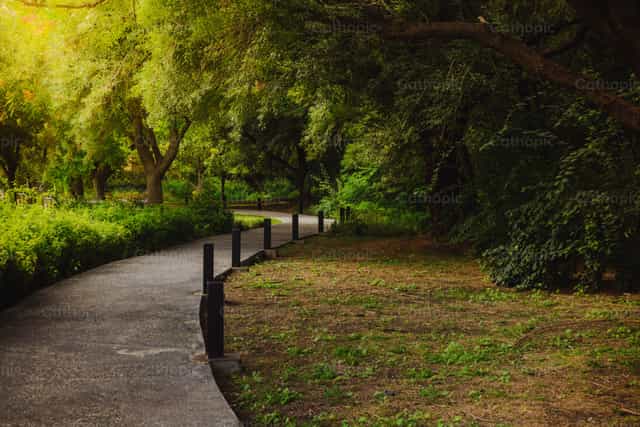 Camino en el bosque - Banco de imágenes católicas