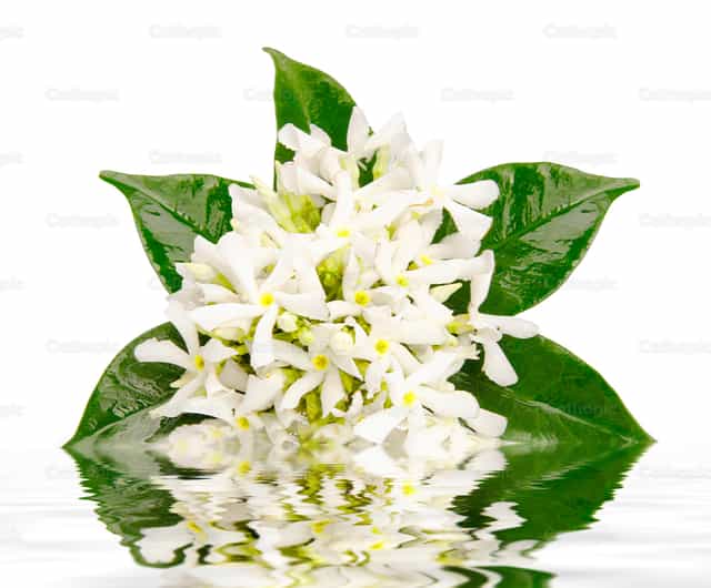Flores de jazmín con reflejo en el agua - Banco de imágenes católicas - Fotografía por Antonio Gravante