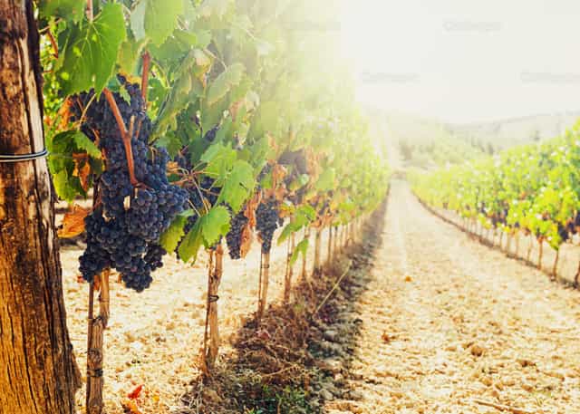 Uvas maduras colgando de las parras en un viñedo de la Toscana al atardecer - Banco de imágenes católicas