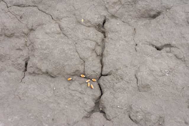 Seeds in dry soil - Catholic stock images - Photo by Titi Maciel Pérez