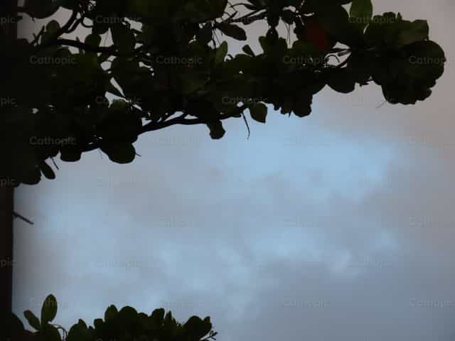 Fondo con un borde natural de hojas de árbol - Banco de imágenes católicas - Fotografía por Paula G Engels