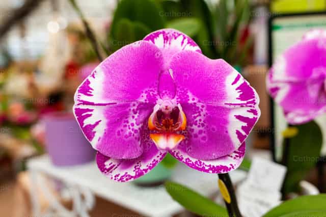 Foto de flor de orquídea rosa floreciente - Banco de imágenes católicas - Fotografía por Antonio Gravante