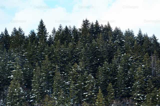 Paisaje invernal con bosque nevado en lo alto de las montañas. - Banco de imágenes católicas - Fotografía por Antonio Gravante