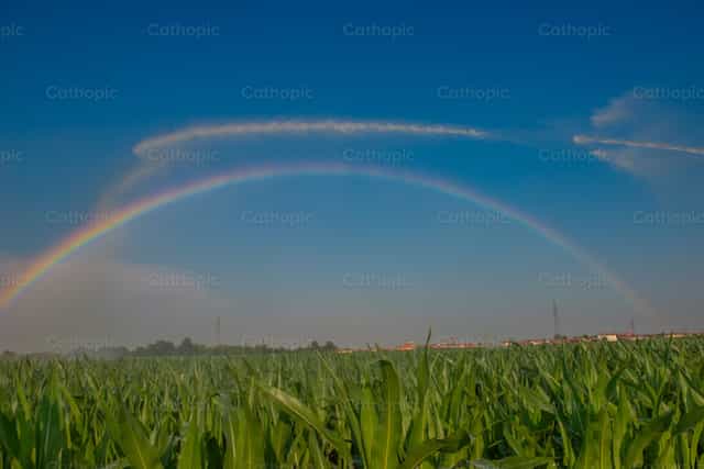 Riego por aspersión de un campo de maíz - Banco de imágenes católicas - Fotografía por Pierluigi Palazzi