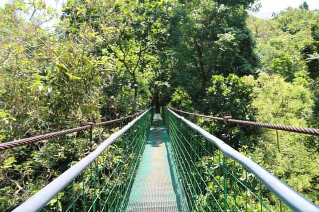 Puente en el bosque - Banco de imágenes católicas - Fotografía por Pablo Meza