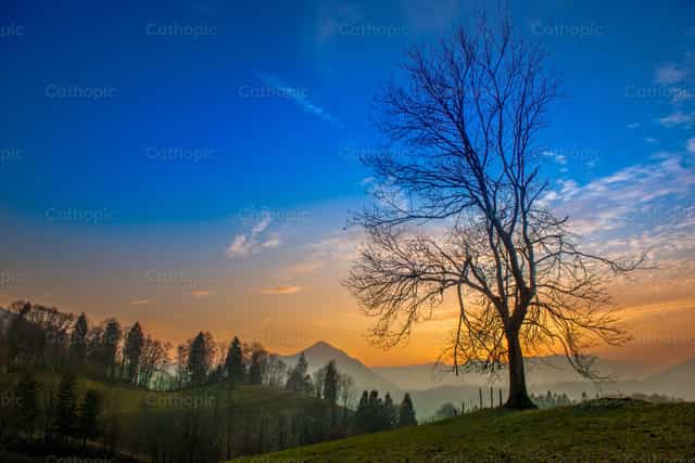 Boom met de lucht als achtergrond bij zonsondergang - Katholieke stockfoto's - Foto door Pierluigi Palazzi