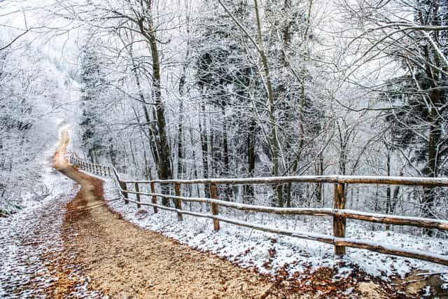 Carretera nevada en el bosque - Banco de imágenes católicas - Fotografía por Pierluigi Palazzi