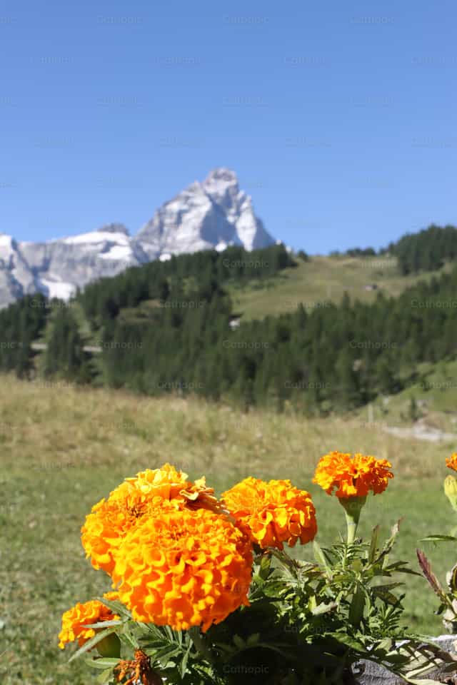 Marigold flower - Catholic stock images - Photo by Frames Cristianos