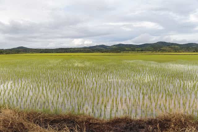 Plantación de arroz en Perú - Banco de imágenes católicas - Fotografía por Diócesis de Córdoba