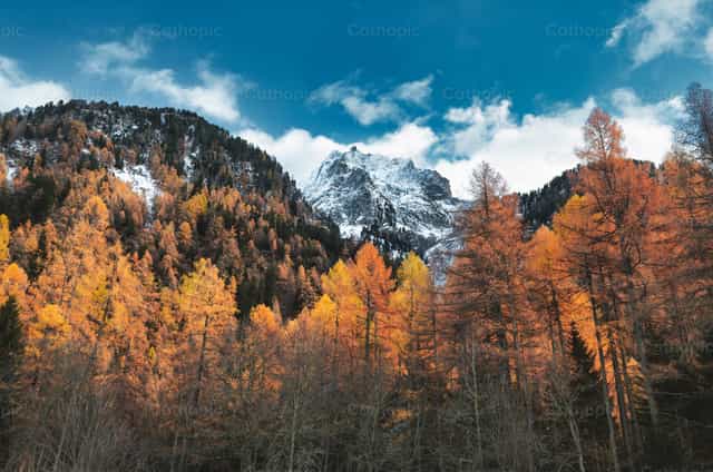 Paisaje otoñal con bosque y altas montañas - Banco de imágenes católicas - Fotografía por Michelangelo Oprandi