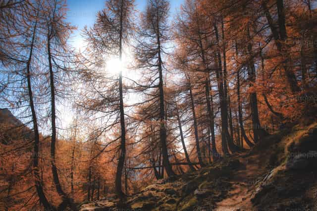 El sol se filtra a través de un bosque otoñal de alerces en los Alpes - Banco de imágenes católicas - Fotografía por Michelangelo Oprandi