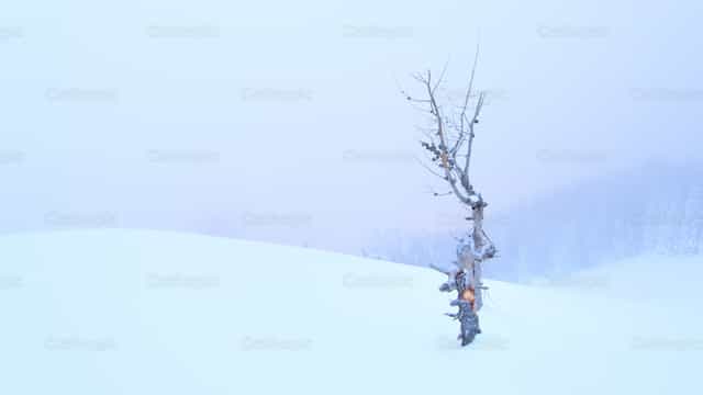 Un alerce seco solo en la nieve - Banco de imágenes católicas