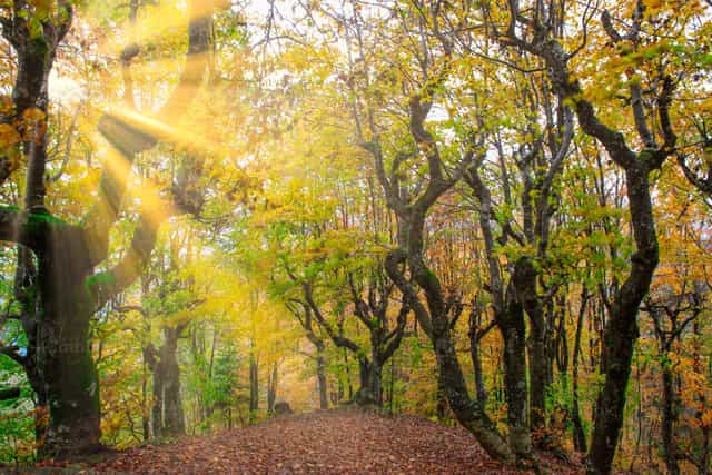 Bosque con los colores brillantes - Banco de imágenes católicas - Fotografía por Pierluigi Palazzi