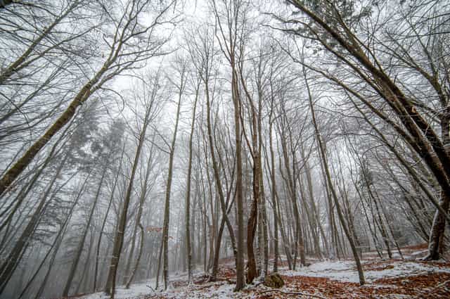Verschneiter Wald - Katholische Stockfotos