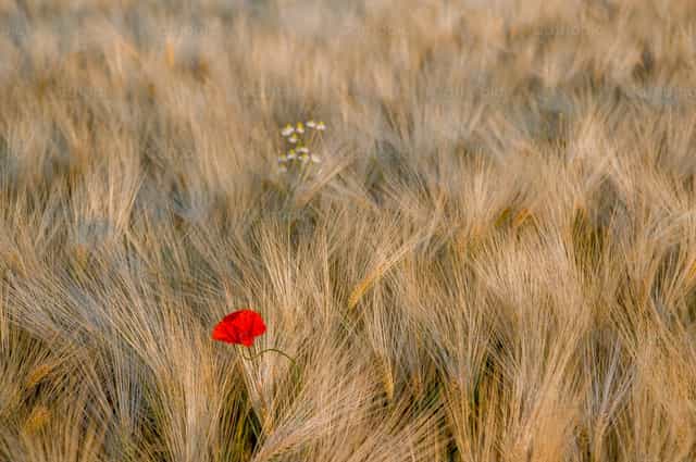 Poppy with ears - Catholic stock images - Photo by Pierluigi Palazzi