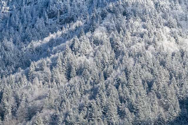 Wintry pine fores - Catholic stock images - Photo by Joan Sutter