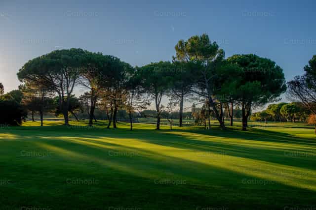 Arboles y pradera - Banco de imágenes católicas - Fotografía por Pierluigi Palazzi