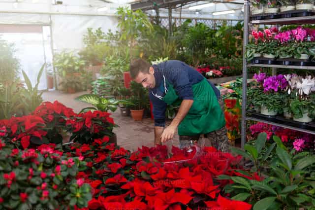Gardener arranges red poinsettia in a nursery - Catholic stock images - Photo by Antonio Gravante
