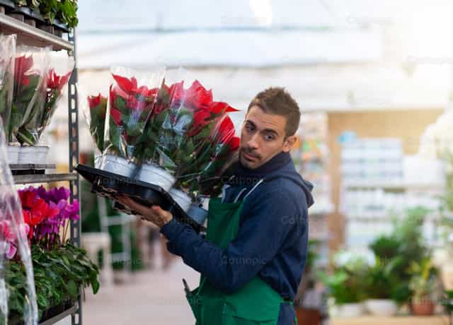 Gardener arranges red poinsettia in a nursery - Catholic stock images - Photo by Antonio Gravante