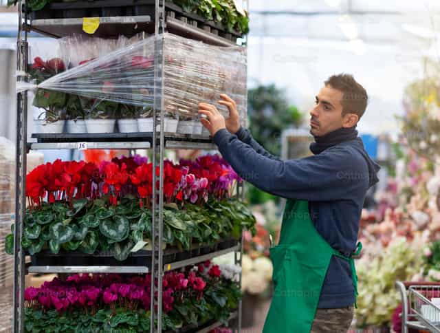 Gardener arranges red poinsettia in a nursery. Gardening concept - Catholic stock images - Photo by Antonio Gravante